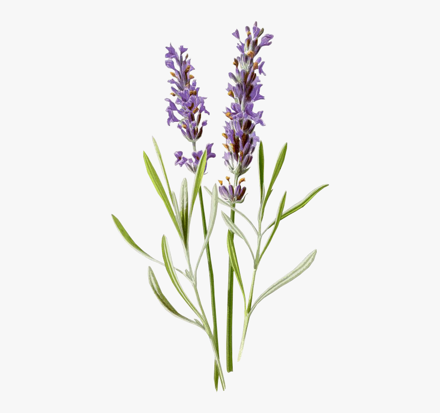 #lavanda #flores #morado #vintage #flower #antiguo - Lavender Botanical Illustration, HD Png Download, Free Download