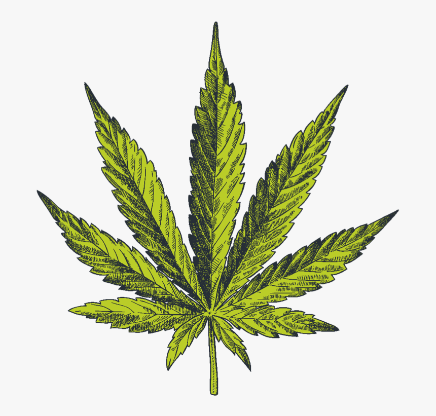 Realistic Pot Leaf Drawing, HD Png Download, Free Download