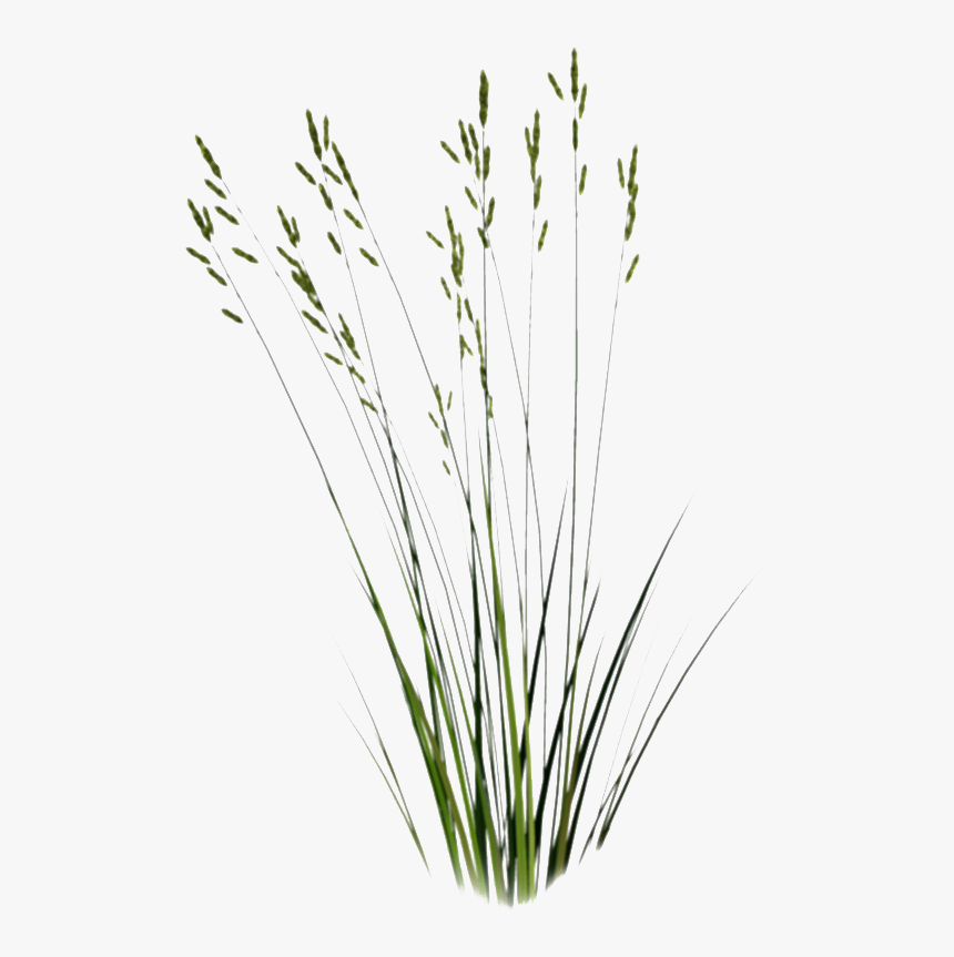 Beach Grass Transparent Png - Long Grass Cut Out, Png Download, Free Download