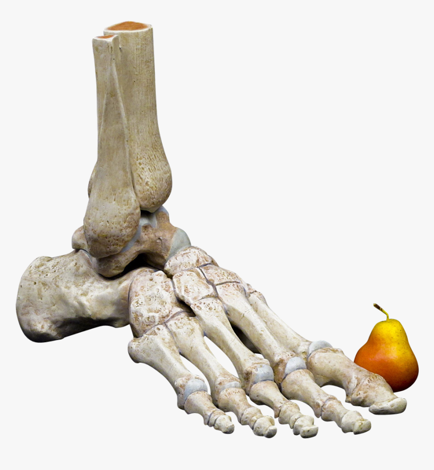 Foot Skeleton Png, Transparent Png, Free Download