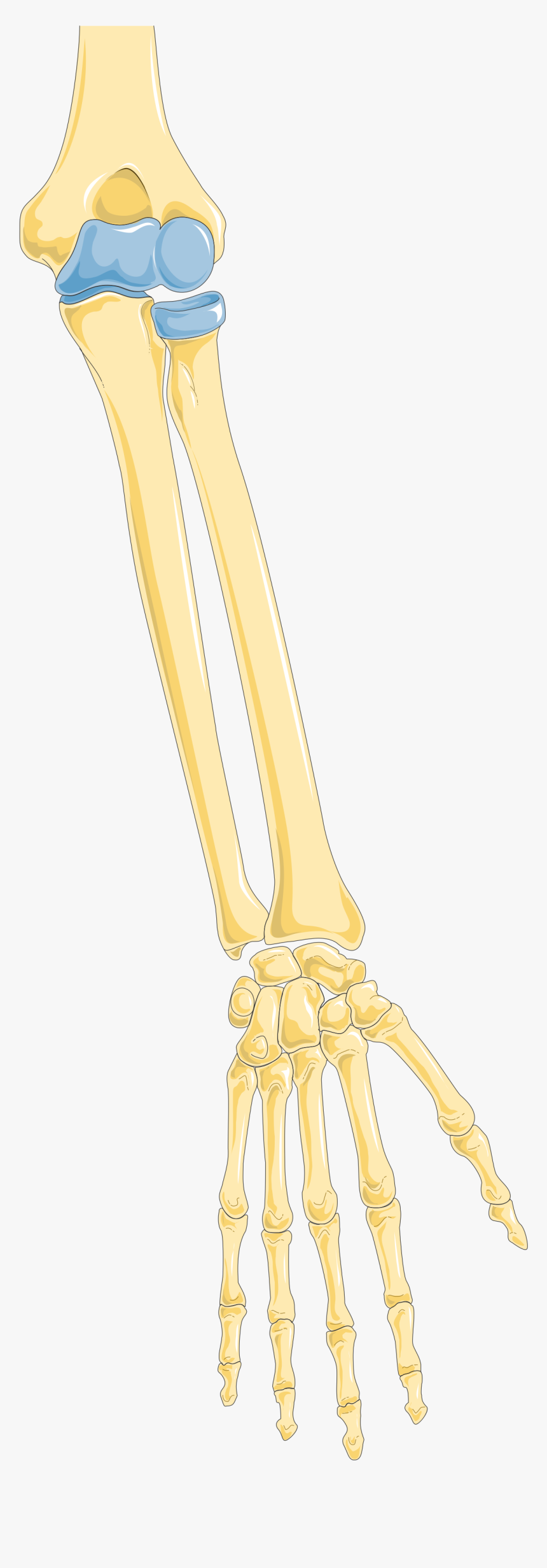 Arm 1 Smart Servier - Skeleton, HD Png Download, Free Download