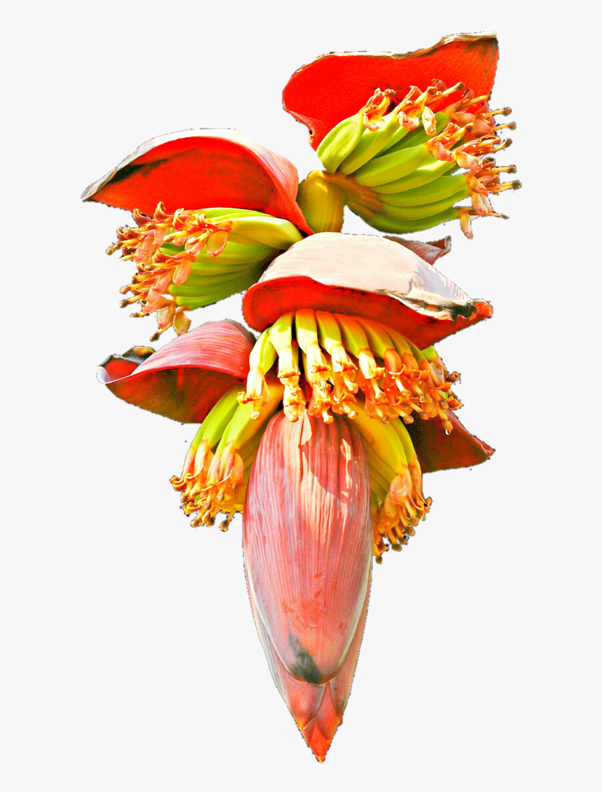 Thumb Image - Banana Flower Clipart Png, Transparent Png, Free Download
