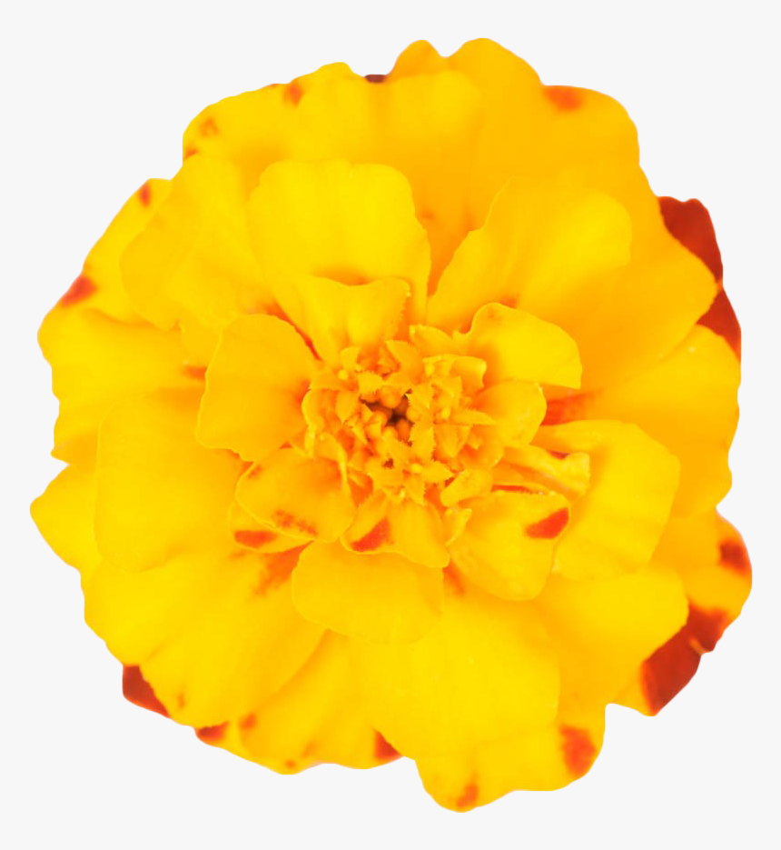 Mexican Marigold Flower Plant - Transparent Marigold Flower Png, Png Download, Free Download
