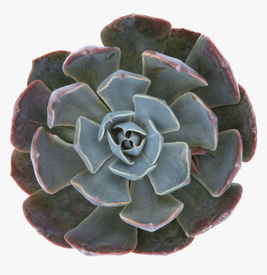 Dahlia, HD Png Download, Free Download