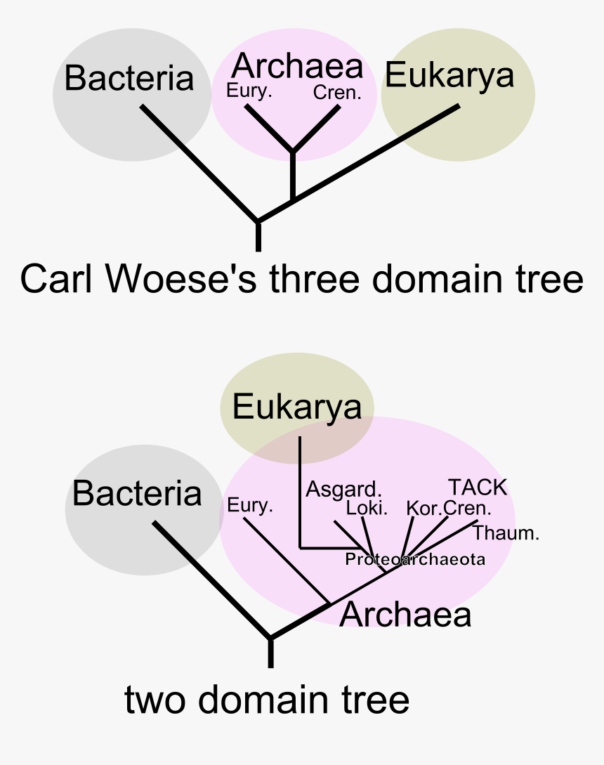 Two Domain Tree - Eocyte Hypothesis, HD Png Download, Free Download