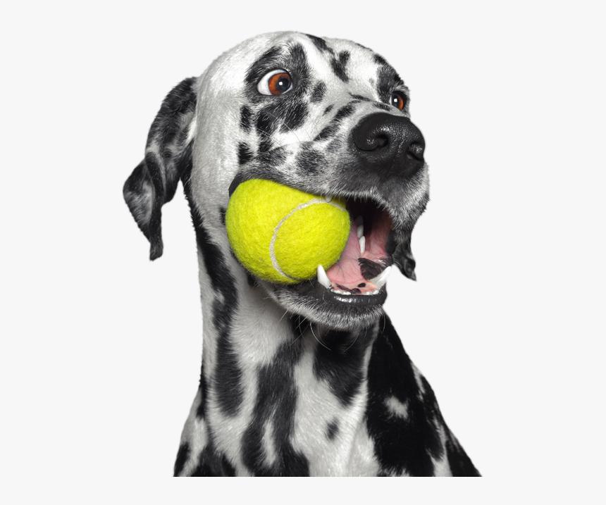 Dog Holding Ball In Mouth, HD Png Download, Free Download