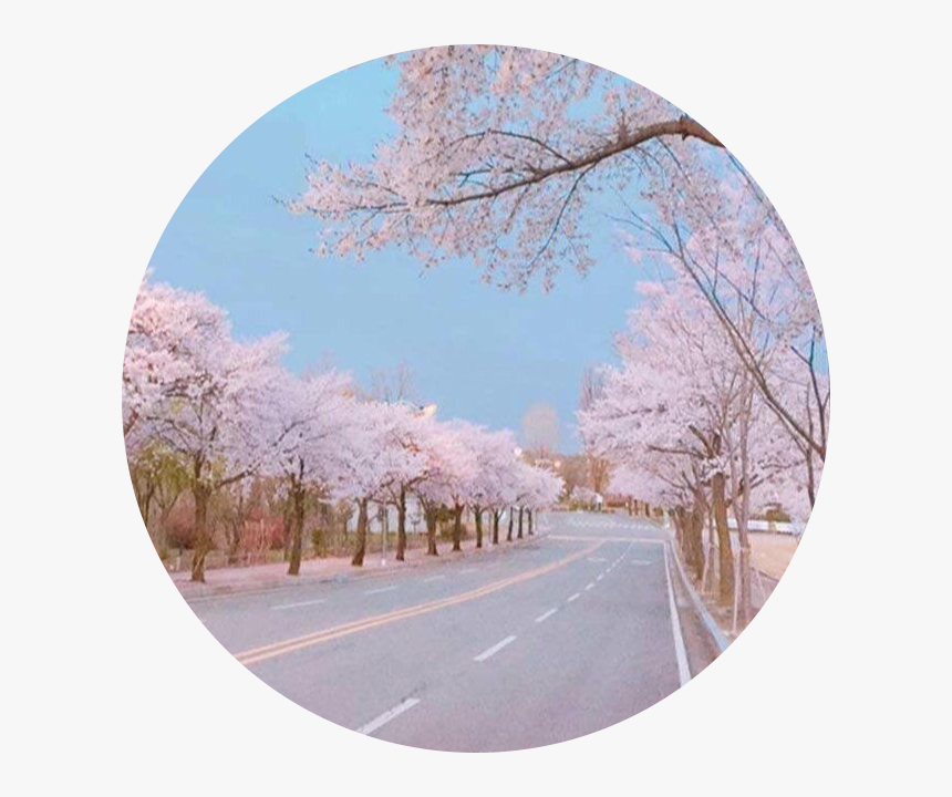 #sakura #japan #pink #pastel #road #overlay #overlays - Wallpaper, HD Png Download, Free Download