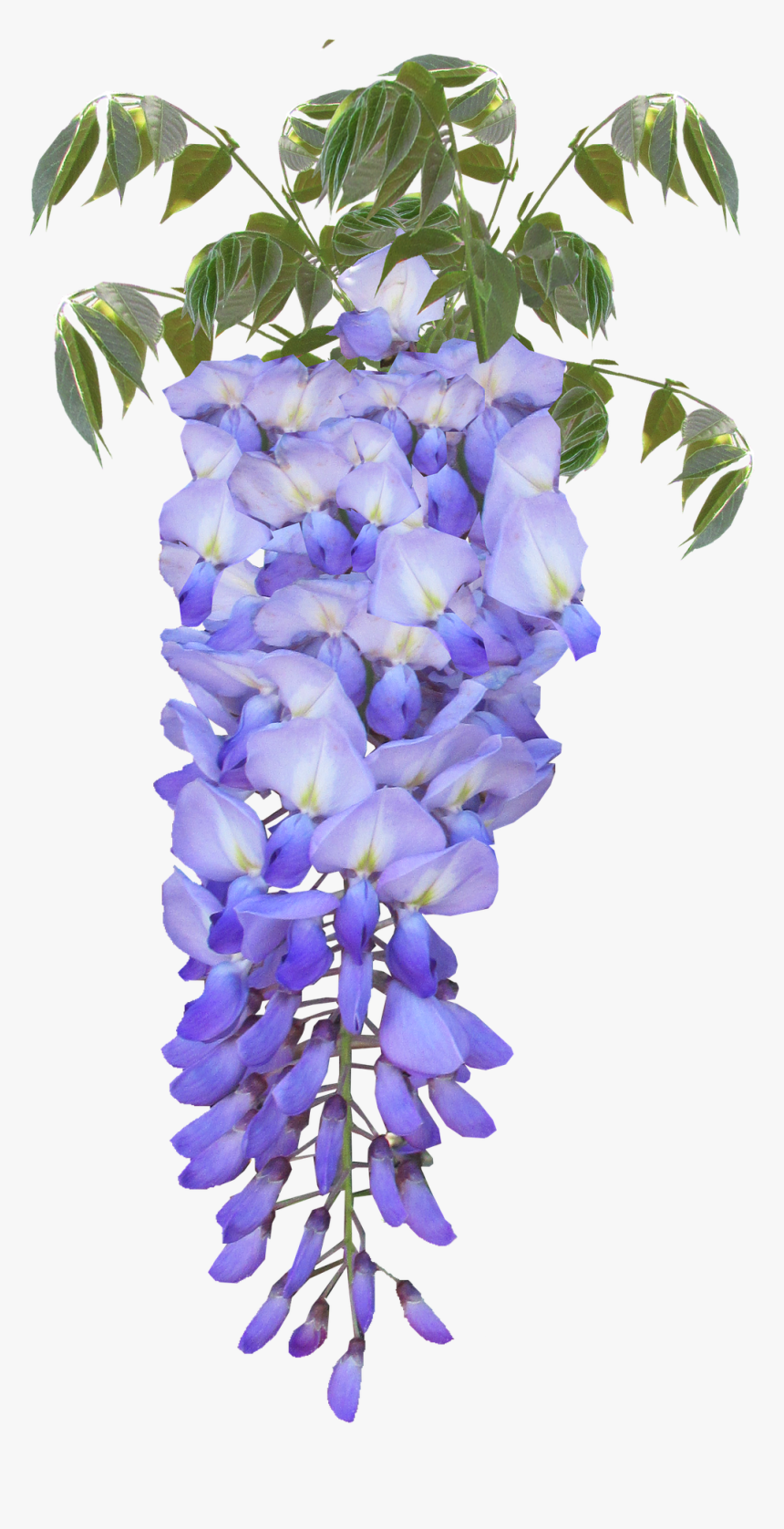 Wisteria Flower Purple Free Photo - Purple Flowers Wisteria Clip Art, HD Png Download, Free Download
