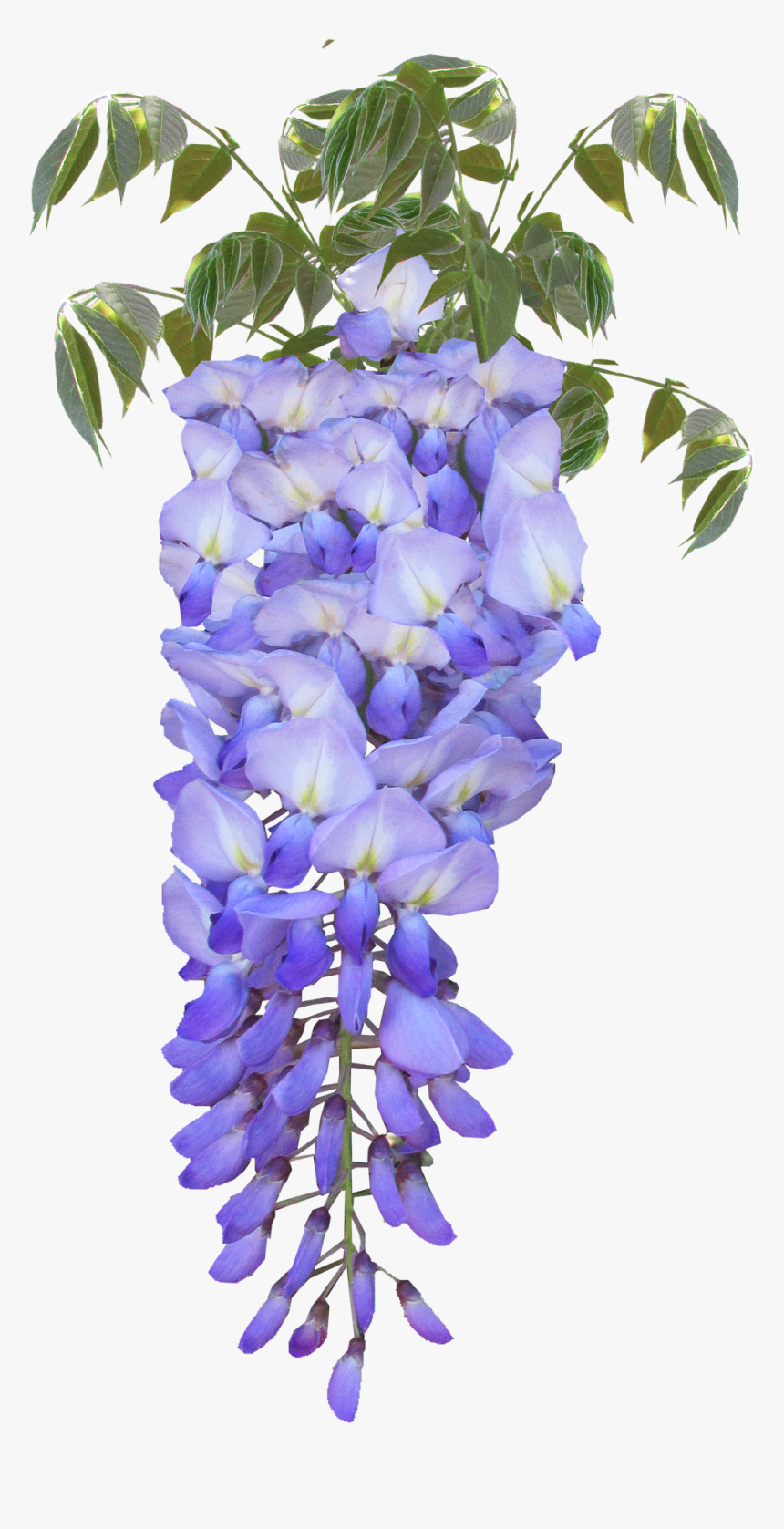 Wisteria Flower Purple Free Photo - Purple Flowers Wisteria Clip Art ...