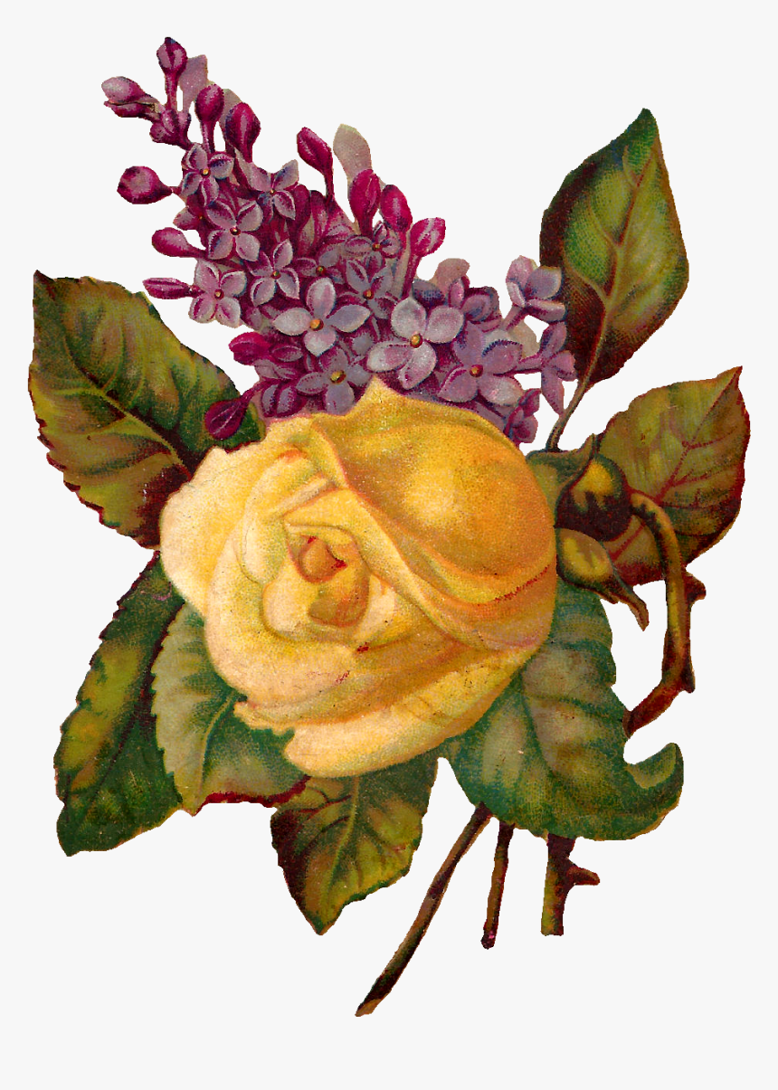 Stock Rose Image - Yellow Rose And Lilac, HD Png Download, Free Download