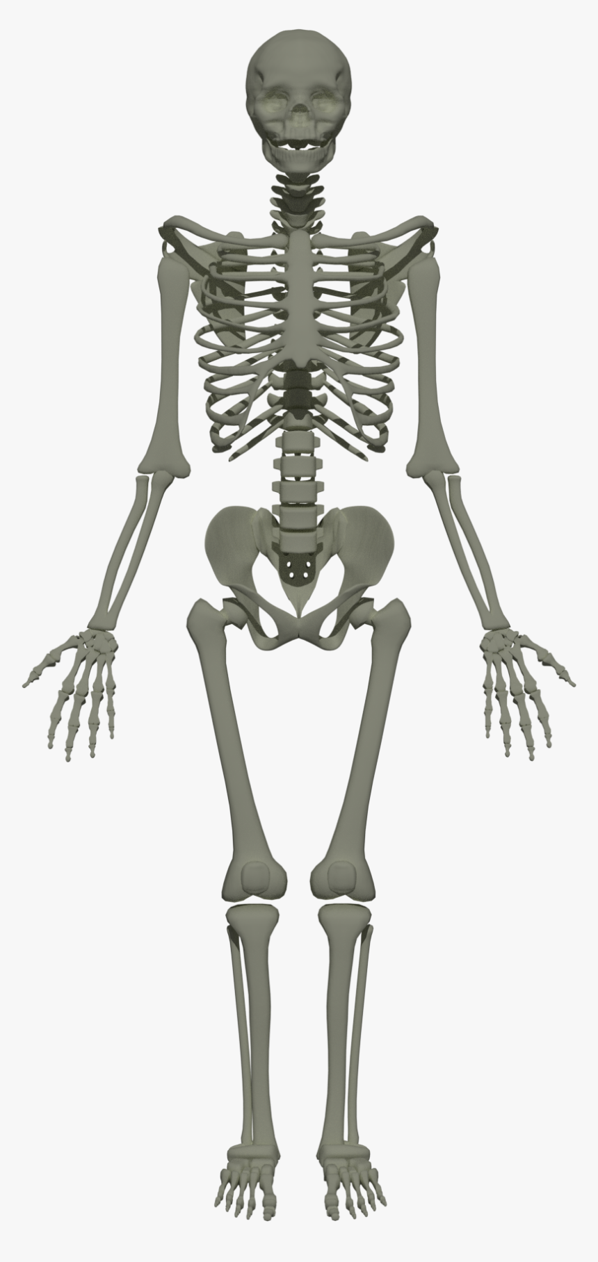 201805 Human Skeleton Anim, HD Png Download, Free Download