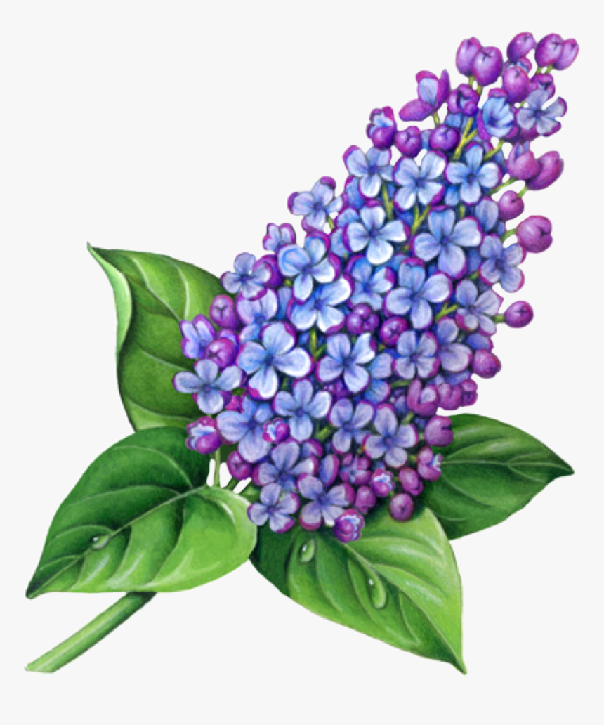 #wisteria #flower #freetoedit - Drawing Of Lilacs, HD Png Download, Free Download