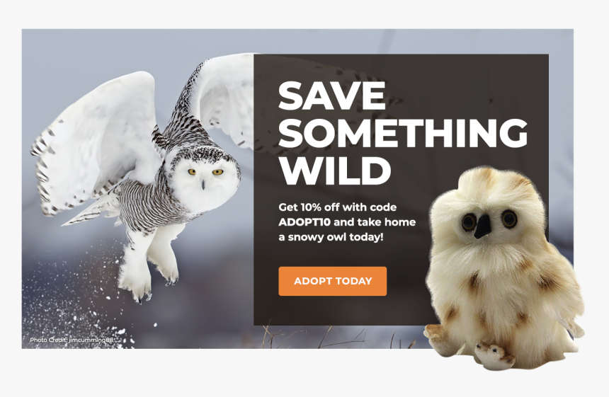 Adopt A Snowy Owl - Snowy Owl, HD Png Download, Free Download