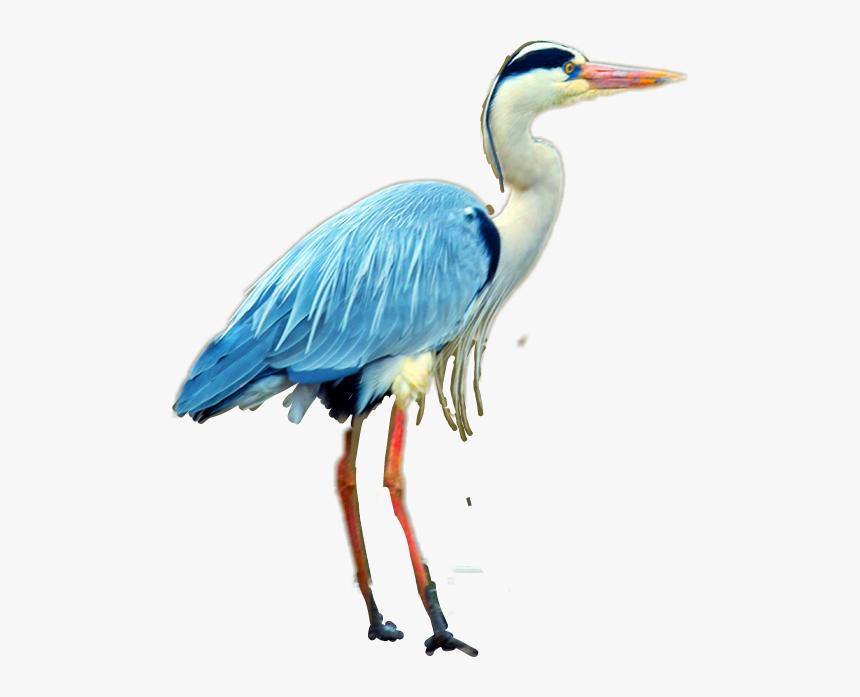 #heron - Great Blue Heron, HD Png Download, Free Download