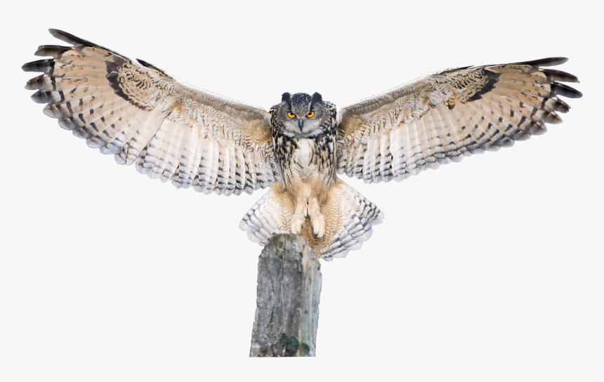 Owl Extended Wings, HD Png Download, Free Download