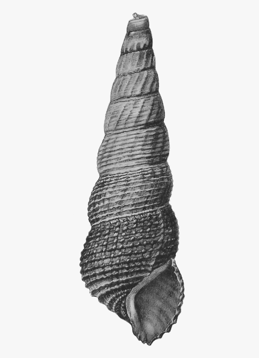 Tylomelania Mahalonensis Shell 2 - Monochrome, HD Png Download, Free Download