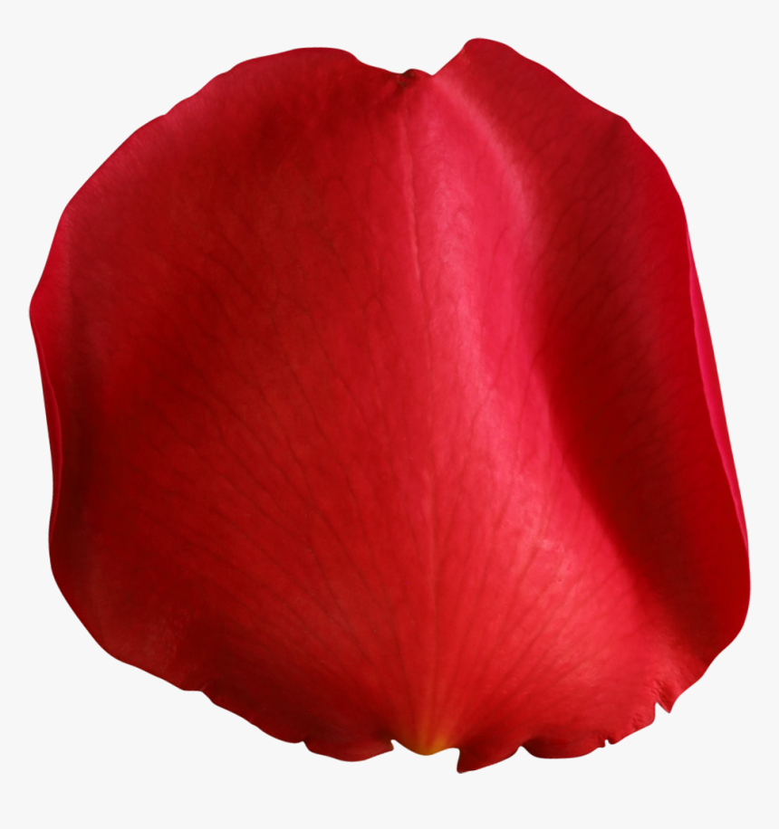 Pin By On Pinterest - Flower Petal Png Transparent, Png Download, Free Download