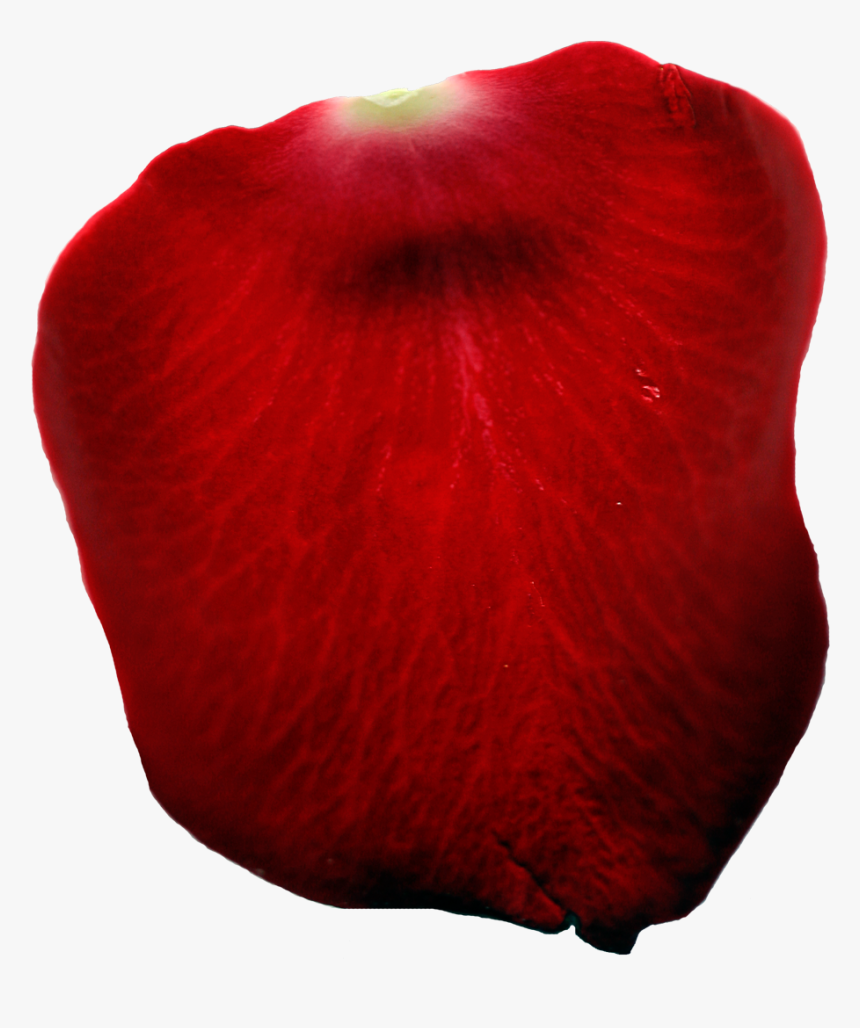 Single Rose Petal Png - Still Life Photography, Transparent Png, Free Download