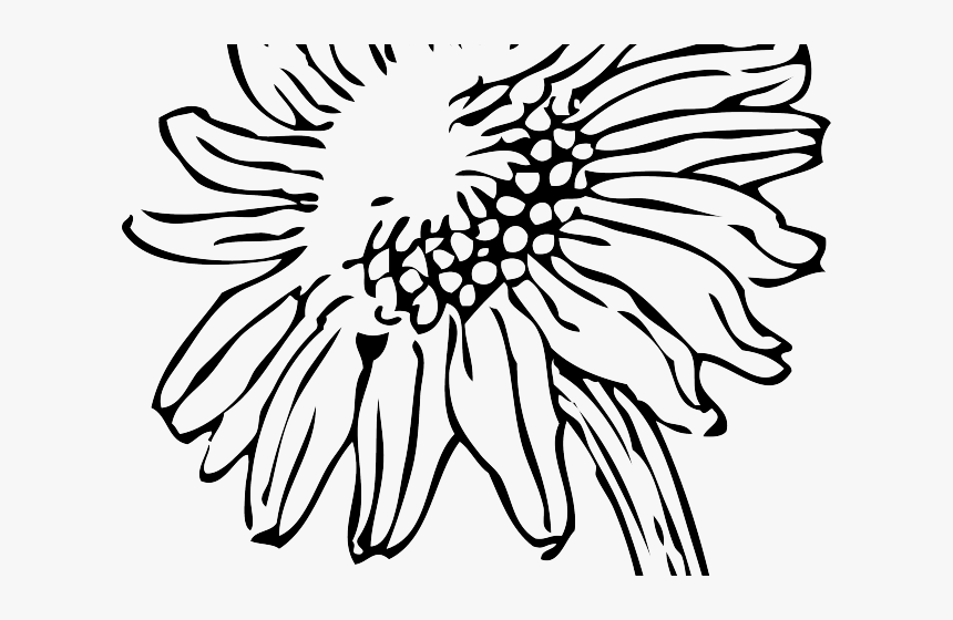 Sunflowers Clipart Sketch - Sunflower Line Drawing Png, Transparent Png, Free Download