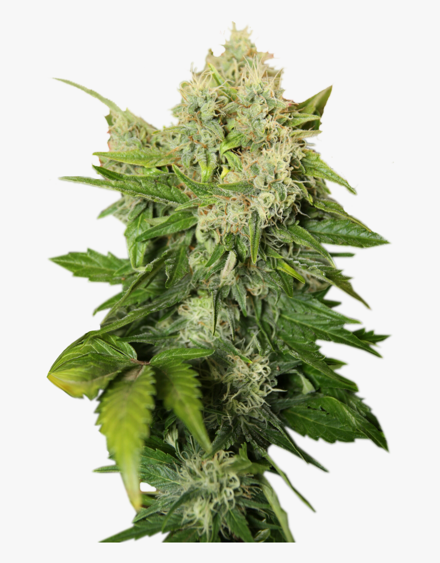 Grab And Download Cannabis Png Image Without Background - Transparent Background Weed Png, Png Download, Free Download
