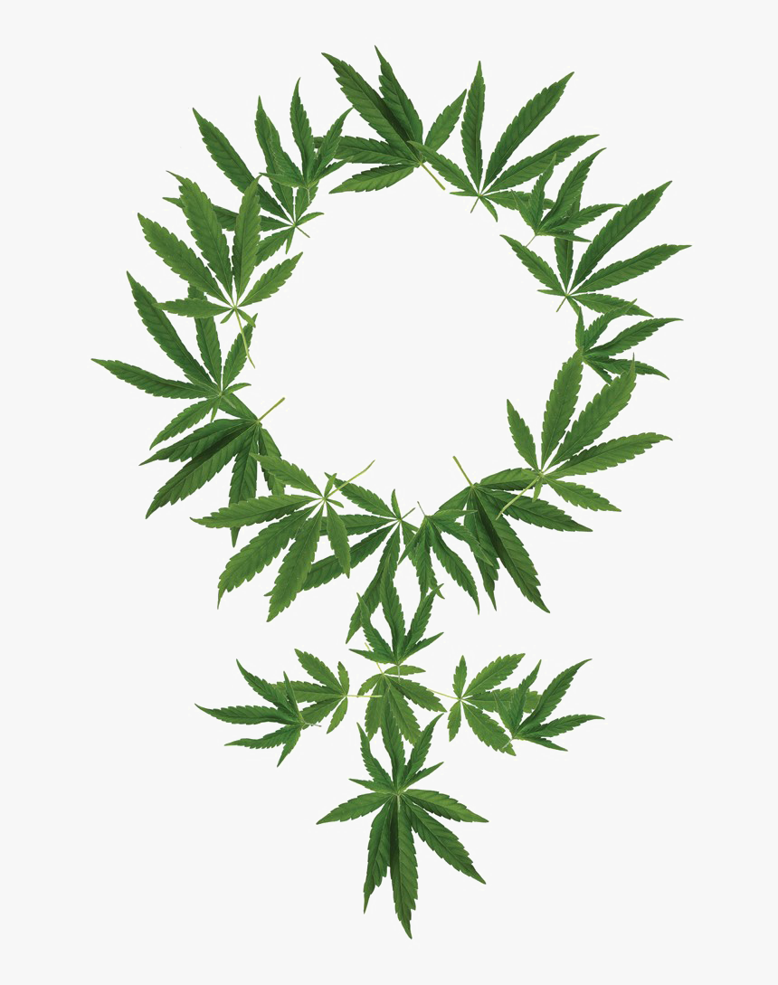 Cannabis Png Free Background - Transparent Background Cannabis Png, Png Download, Free Download