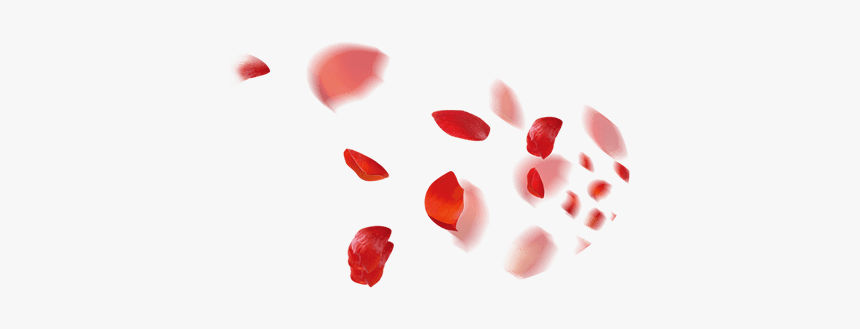 #rose #rosepetals #petals #red #roses #flower #flowers - Strawberry, HD Png Download, Free Download