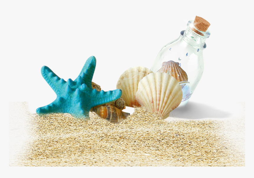 Drift Bottles Beach Bottle Shells Free Clipart Hq Clipart - Shell Beach Png, Transparent Png, Free Download