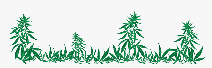 Marijuana Dispensary In Trinidad, Co, HD Png Download, Free Download