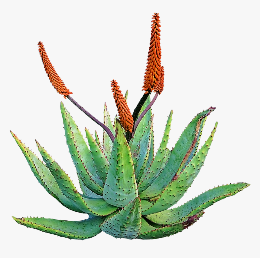 Aloe Vera, HD Png Download, Free Download