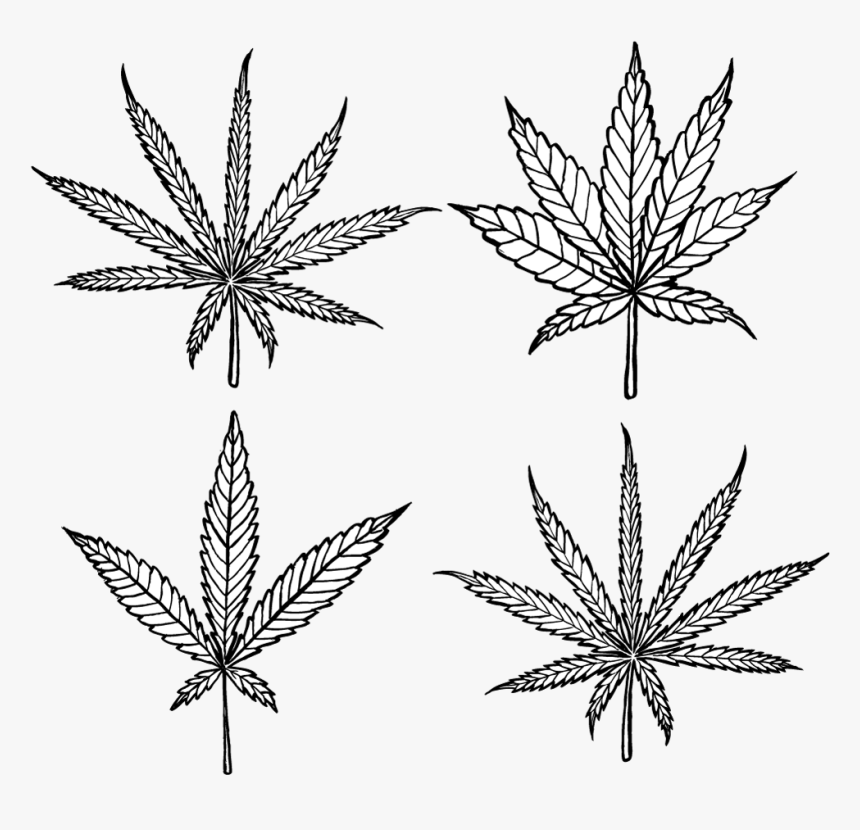 Cannabis Sativa Leaf Diagram, HD Png Download, Free Download