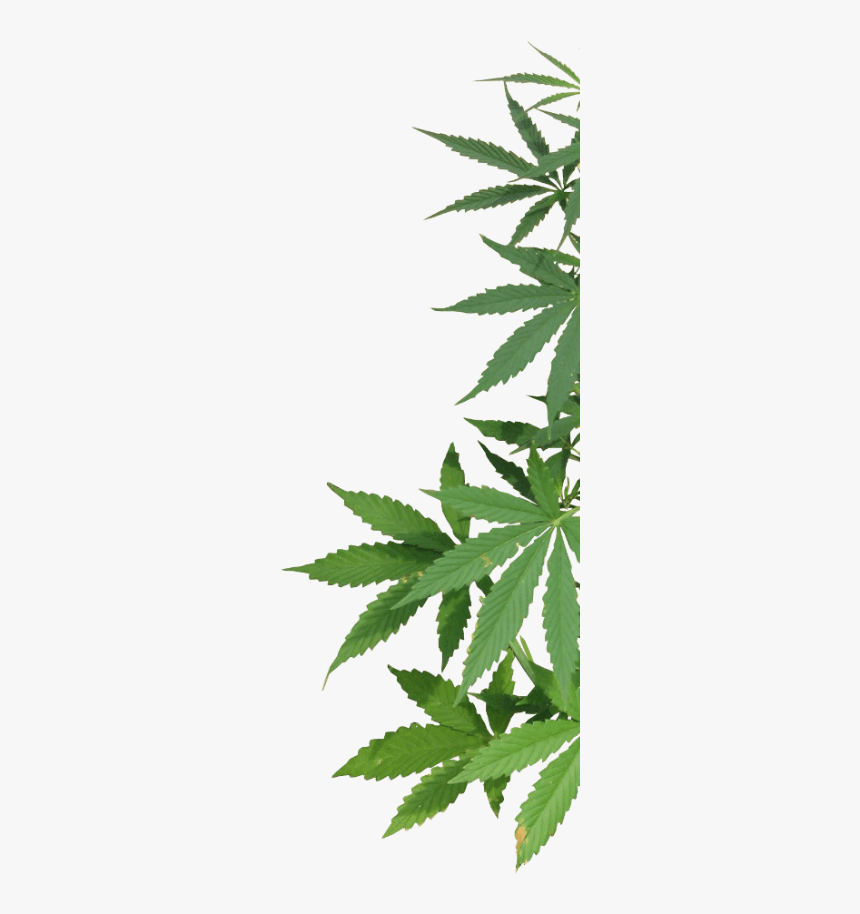 Cannabis Png, Transparent Png, Free Download