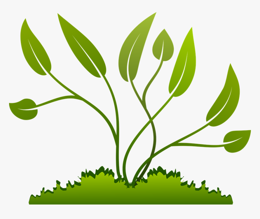 Branch, Grow, Growing, Leaf, Nature, Plants, Tree - Plants Clipart Png, Transparent Png, Free Download