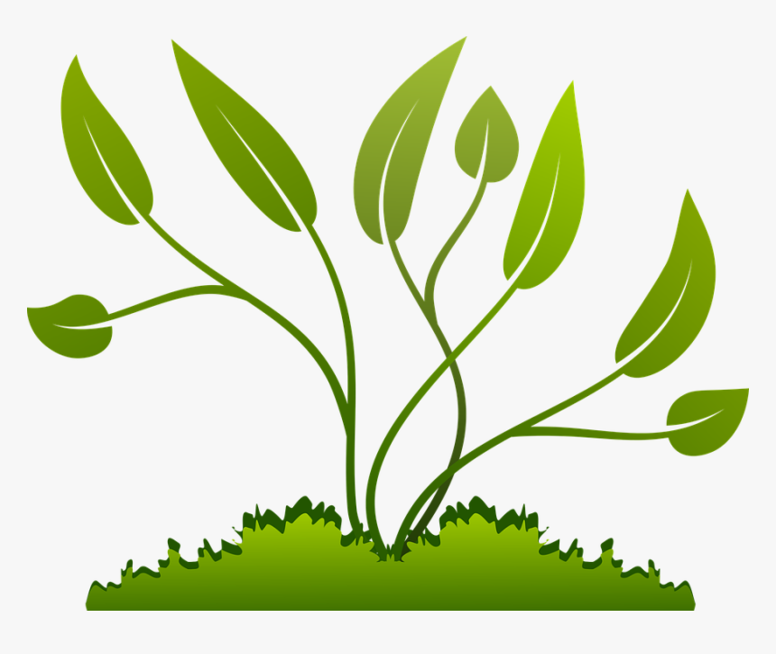 Branch, Grow, Growing, Leaf, Nature, Plants, Tree - Plants Clipart Png, Tra...