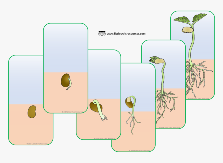 Transparent Plant Growing Png - Printable Bean Plant Flashcards, Png Download, Free Download