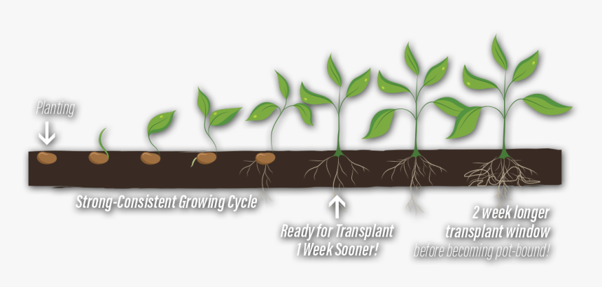 Growing Plant Phases Transparent, HD Png Download, Free Download