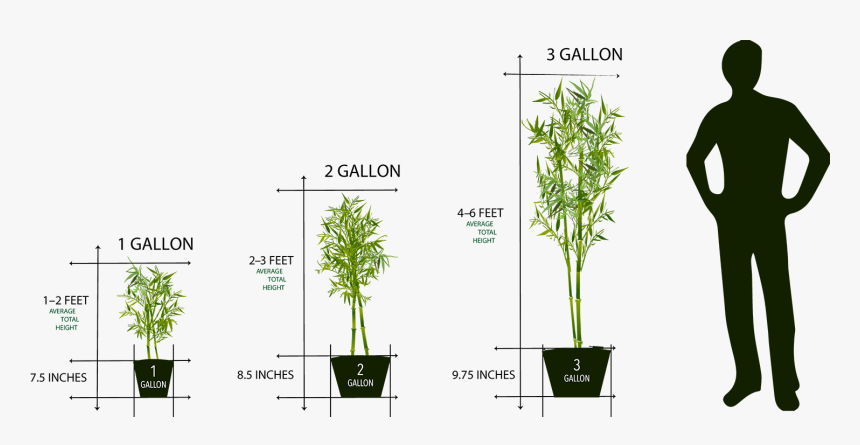 3 Gallon Plant, HD Png Download, Free Download