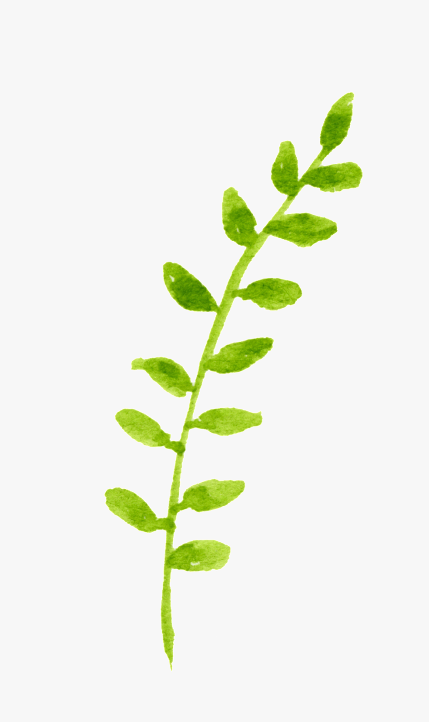 Spring Growing Plant Cartoon Transparent - Tea Plant, HD Png Download, Free Download