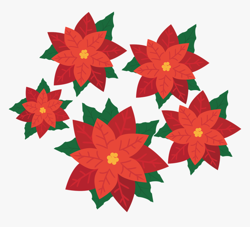 Poinsettia Flower Plant Free Picture - Transparent Poinsettia, HD Png Download, Free Download