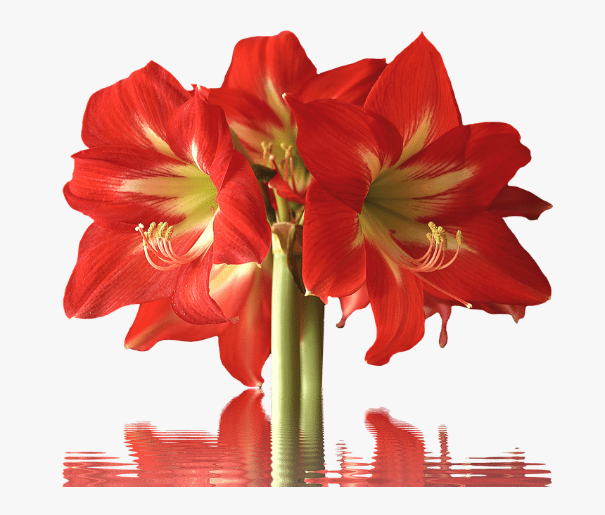 Red Flower Long Stem, HD Png Download, Free Download
