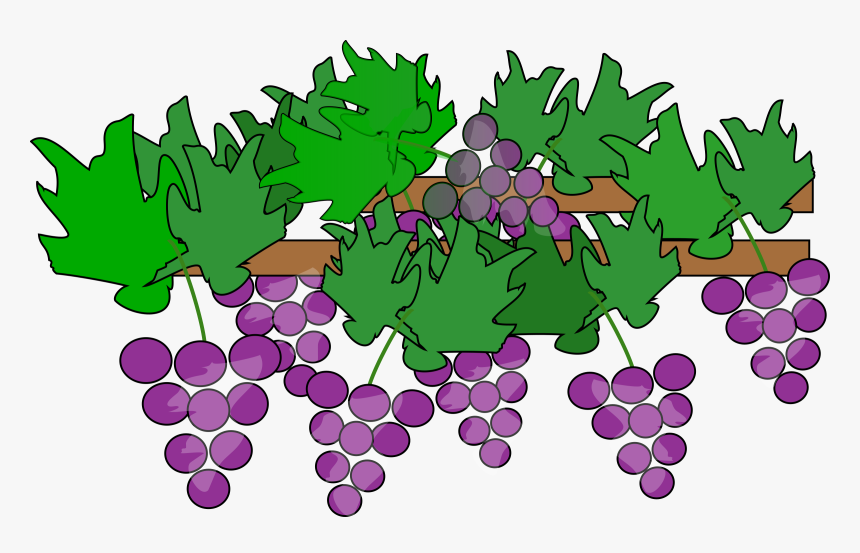 Grapes Growing For Wine Clip Arts - Grapes On Vine Clipart, HD Png Download, Free Download