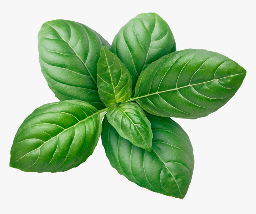 Istock-502775606 Lowres - Immagini Di Foglie Di Basilico, HD Png Download, Free Download