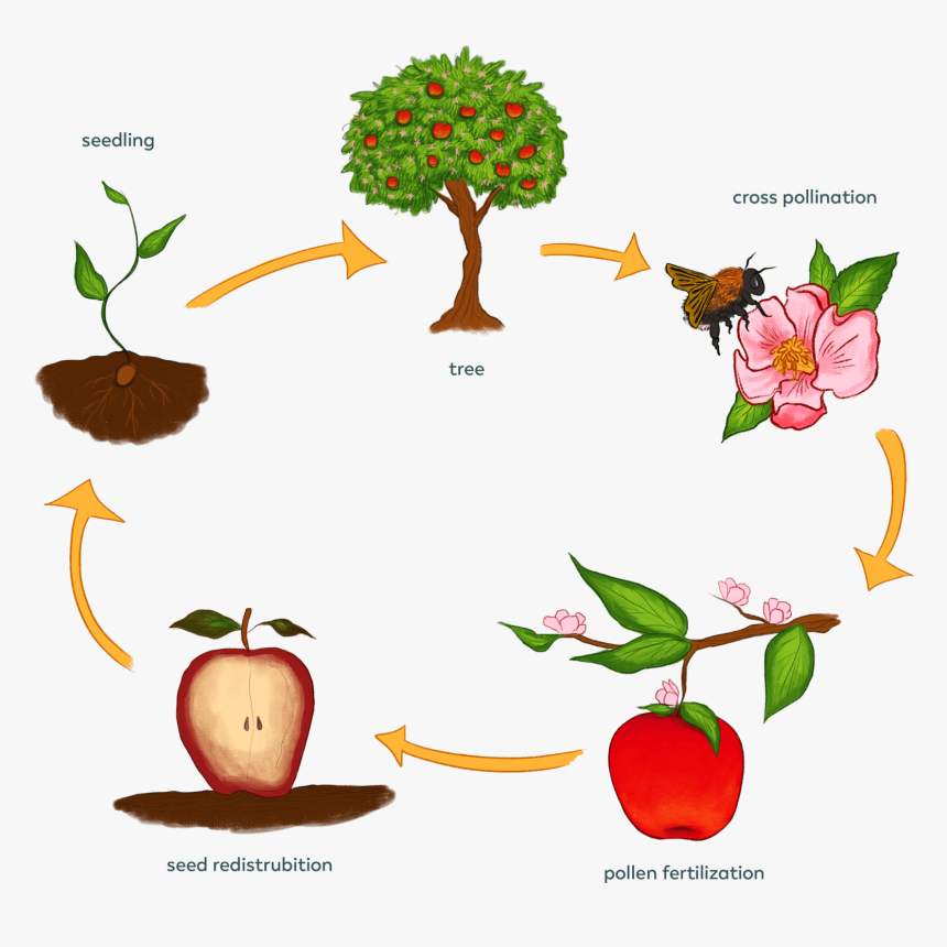 Lifecycle - Life Cycle Of A Plant, HD Png Download - kindpng