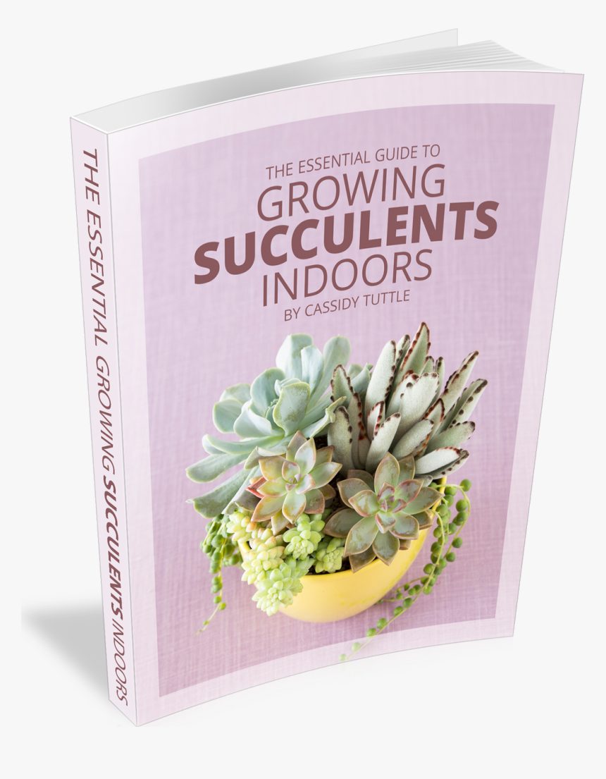 The Essential Guide To Growing Succulents Indoors - Taking Care Of A Succulent, HD Png Download, Free Download