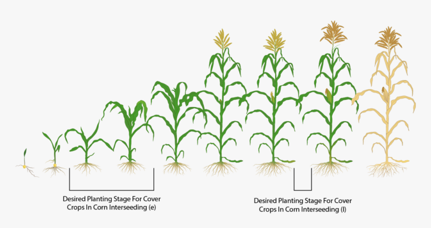 To Avoid Confusion Interseeding Between V3 V7 Is Called - Ve Corn Crop Stage, HD Png Download, Free Download