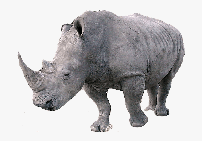 Rhinoceros Left - Rhinoceros Png, Transparent Png, Free Download