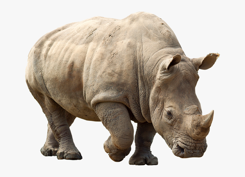 Rhino Png Clipart - Rhino Png, Transparent Png, Free Download