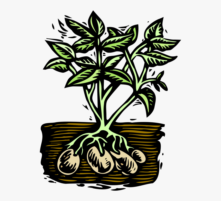 Potato Plant Png - Potato Plant Clip Art, Transparent Png, Free Download