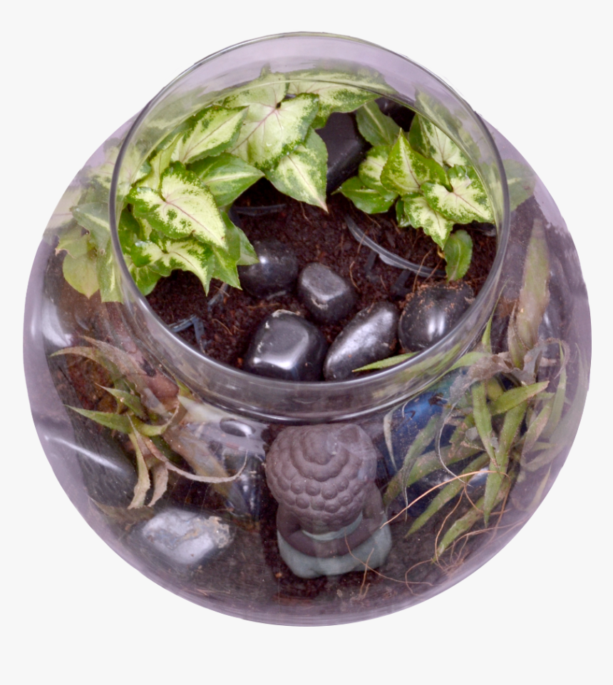 Buddha In A Bowl Terrarium Kit"
 Class="lazyload Lazyload - Flowerpot, HD Png Download, Free Download
