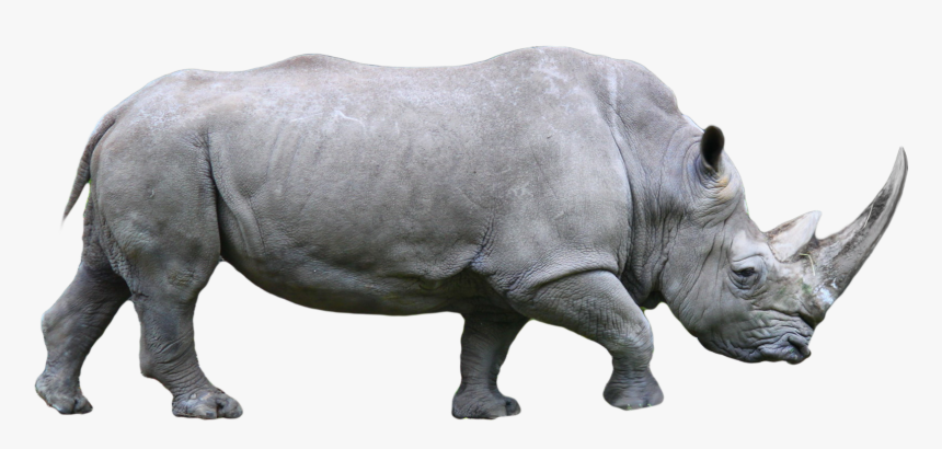 Rhino Png - White Rhino Png, Transparent Png, Free Download
