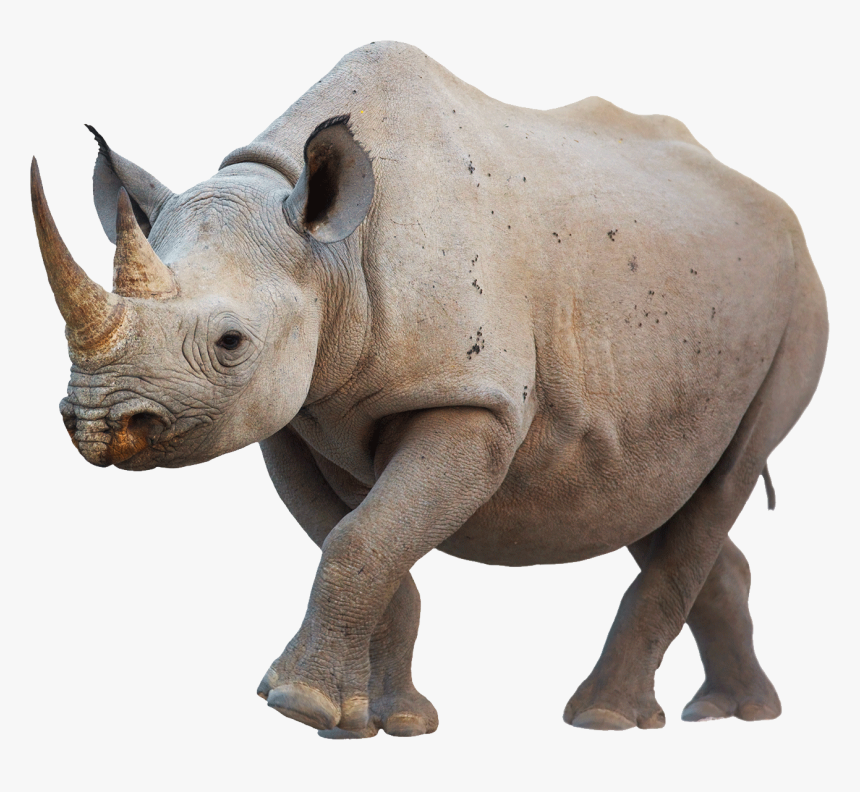 Rhino Walking - Black Rhino Horn, HD Png Download, Free Download